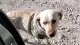 女司机自驾进藏，遇到徒步的东北老乡，这是缘分？