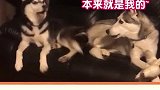 家里有两只哈士奇真的头大