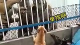 虎落平阳被犬欺，有本事来单挑啊