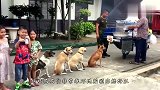 烧烤摊老板喂了一次流浪狗，结果一群流浪狗每天都排队“蹭饭”吃