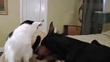 小猫咪一直戏逗杜宾犬,猎犬却陪喵星人玩了很久,感情很好!