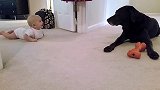 小baby慢悠悠爬向狗狗，狗狗见状立马转向靠近宝宝，太贴心了
