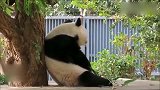 大熊猫：当吃货还是当女神，真的好难选择