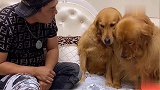 主人的内裤被咬坏，妞妞栽赃陷害欢欢，被主人识破，主人惩罚妞妞