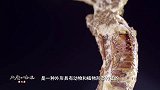 这是一种既有动物又有植物特征的奇妙生物，叫蝉花