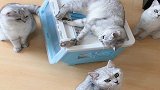 仓鼠被大猫护着，3只小猫咪想抓却不敢抓，用眼神求助主人