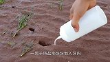 男子海边发现“钥匙孔”，立马一铲子下去，下一秒给男子乐坏了