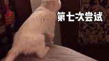 瑞拉是一只非常坚强的小猫咪，她的坚强打动了我们一家，希望也能打动屏幕后的你。 宠物   正能量