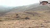 高加索牧羊犬巡逻领地，保护羊群安全，这可比藏獒厉害