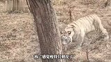 济南野生动物世界回应白虎消瘦质疑：白虎很健康，系拍摄角度所致