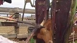 西班牙的公牛都要剪掉它的牛角，知道这是为什么吗？