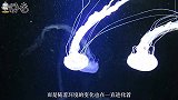 这种海洋生物外形极为美丽，人称海洋少女，实际上性格非常凶狠