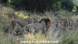 受伤的母狮已经痊愈，它带领幼崽继续冒险征程