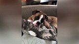 谁说猫狗是宿敌 这画面又是怎么一回事