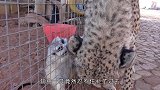 猫鼬群围攻疣猪，疣猪直接往地上一躺，任由猫鼬为所欲为！