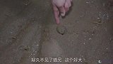 大退潮的夜晚也疯狂！花旦蟹妈妈原来这样带宝宝，这也太好玩了！