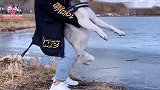当你带哈士奇出门：想象中很美好，现实很骨感！太逗了