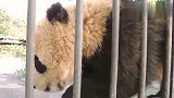 熊猫宝宝眼神里都是戏，生起气来还摔自己