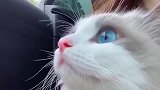 布偶猫：本仙女张开嘴，都是仙气飘飘的！