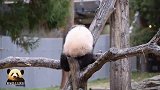 熊猫宝宝爬上爬下的小背影软糯至极，真的是萌出天际