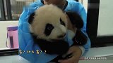大熊猫芝麻：被当成招财猫就算了，说我超重是咋回事，宝宝生气了