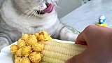 猫王：教你用玉米做一个QQ弹弹的可以挖着吃的玉米会做饭的猫 神奇动物在这里