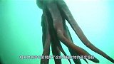 沙滩惊现“深海巨怪”，1年能长20米长，能斗抹香鲸！