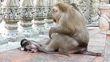 母猴又抓又踢，小猴子一点不敢反抗只好装死，画面太扎心了！