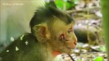 猴子伤口愈合了不少，替它高兴