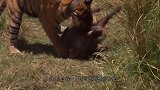 一头黑熊盯上野猪，近在咫尺野猪却不自知，下一秒转身就逃