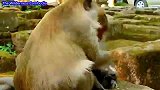 霸道的皇后，猴妈敢怒不敢言