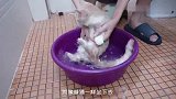不要给短腿猫洗澡，不然他会以可怜、弱小无助的超萌表情把你萌哭