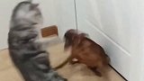 经过一番猫狗大战，狗狗彻底怂了，猫咪走出了王者的气质