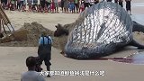 鲸鱼一心求死，最终搁浅而亡，专家解剖肚子后吓到了