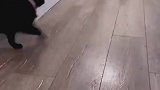 果然，强者是在最后登场的，这猫是绝对的高手