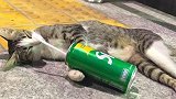 泰国曼谷现醉酒猫，抱着空饮料罐睡觉，网友：像极了喝多的我