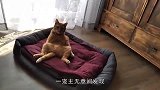 主人调戏猫咪，猫咪的反应太搞笑，网友：惹不起