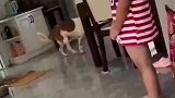 女主训斥孩子吓得狗子直哆嗦