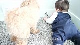爸爸好奇宝宝和狗狗在房间做什么，推开门一看，笑傻了