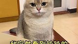 我的猫竟然通过这种方式给自己买了一箱蛋儿子…猫 爱宠治愈季 2021新春日记 剧情 剧情反转