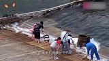 河沟发现大鲶鱼，直接拦起一个大石坝，最后收获满满