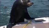 海豹爬上船找鱼吃