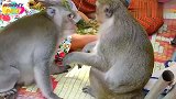 猴哥向母猴表达爱意，但母猴害羞的躲开猴哥