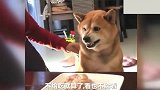 铲屎官吃肉不给狗吃还赶他走，柴犬：不让吃，我看一下会死啊