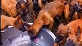 养犬人不易，在难我都会坚持下去的