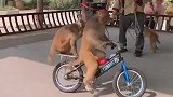 猴子骑单车