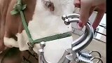 免打孔鼻夹子牵引器，不锈钢不生锈可反复使用鼻环