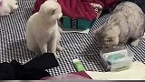 猫咪的怪异动作，引得铲屎官不断大笑