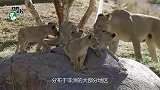 狮子疯狂混战，饲养员一脱鞋立马停战，这味道连狮子都怕！