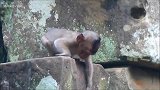 小猴被困在高高的岩石上，呼唤妈妈帮忙，幸好妈妈没有抛弃小猴！
